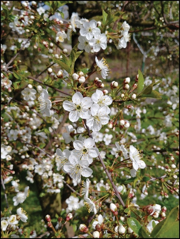 Image of Sakura - plakat Wymiar do wyboru: 30x40 cm