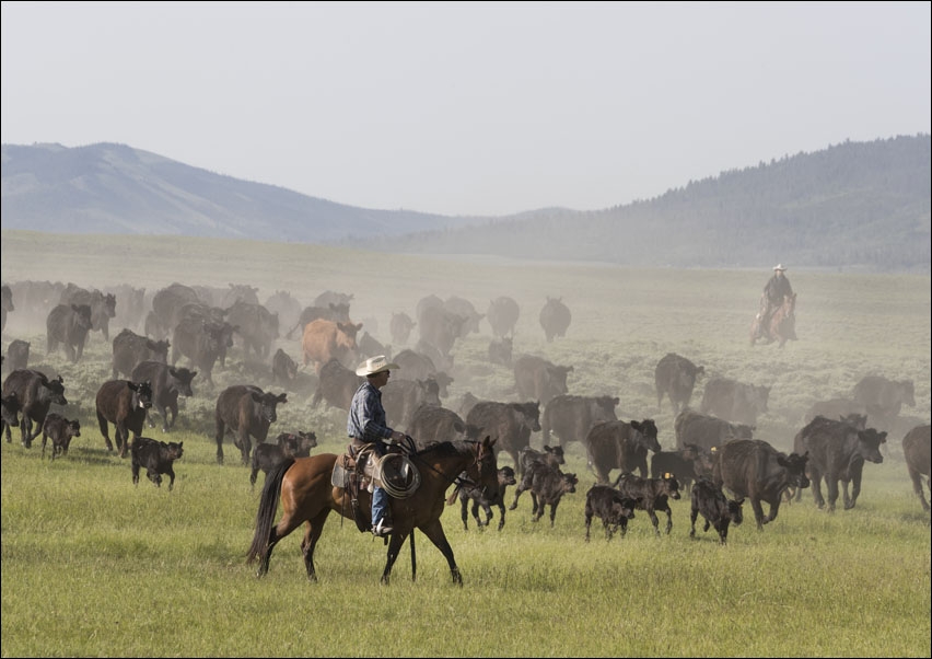 Image of Ranch manager Mark Dunning oversees a roundup at the Big Creek cattle ranch near the Colorado border in Carbon County, Wyoming., Carol Highsmith - pla