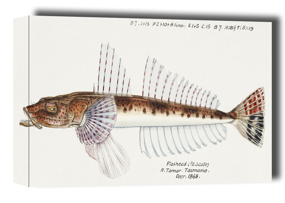 Image of Antique fish platycephalus sp flathead, F. E. Clarke - obraz na płótnie Wymiar do wyboru: 91,5x61 cm