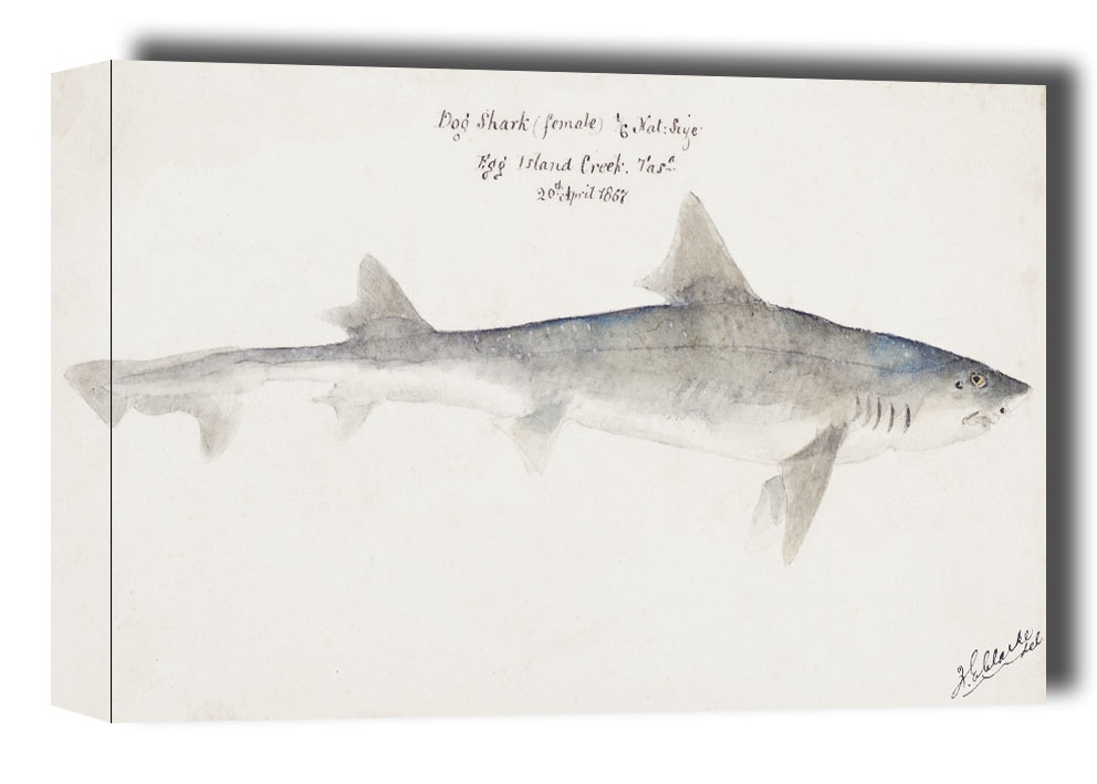 Image of Antique fish mustelus antarcticus dogfish, F. E. Clarke - obraz na płótnie Wymiar do wyboru: 60x40 cm