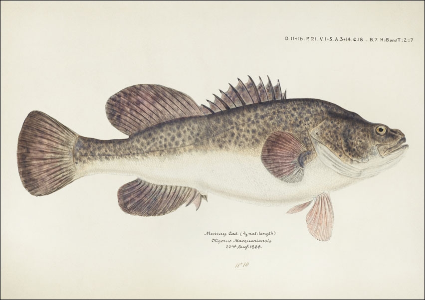 Image of Antique fish maccullochella sp, F. E. Clarke - plakat Wymiar do wyboru: 29,7x21 cm