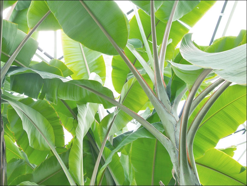 Image of Liście bananowca - plakat Wymiar do wyboru: 100x70 cm