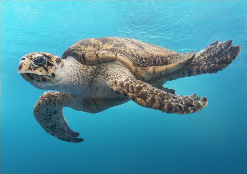 Image of A turtle glides through the water at the Texas State Aquarium in Corpus Christi., Carol Highsmith - plakat Wymiar do wyboru: 30x20 cm