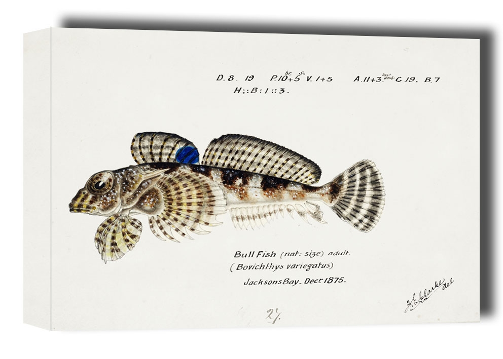 Image of Antique Thornfish, F. E. Clarke - obraz na płótnie Wymiar do wyboru: 40x30 cm