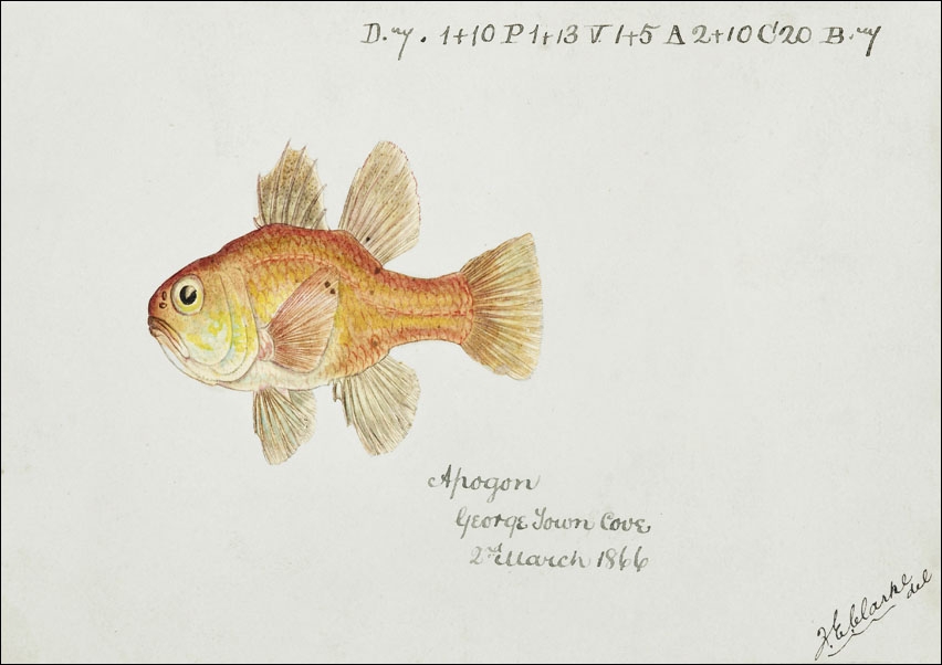 Image of Antique fish vincentia conspera southern cardinalfish, F. E. Clarke - plakat Wymiar do wyboru: 29,7x21 cm