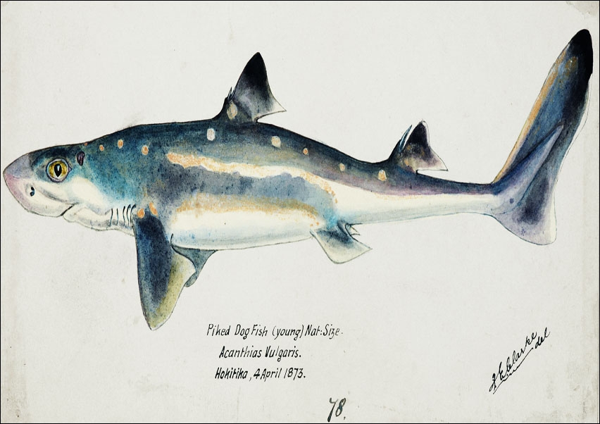 Image of Antique fish Squalus acanthias, F. E. Clarke - plakat Wymiar do wyboru: 70x50 cm