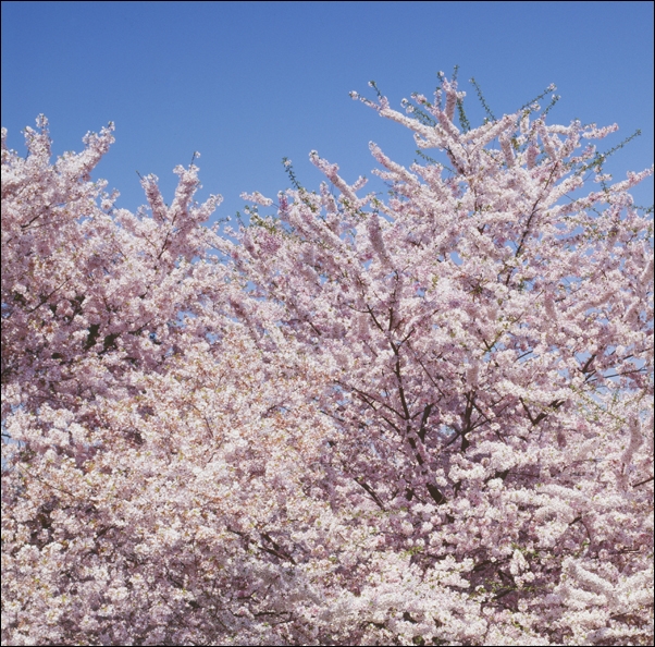Image of Cherry blossoms, Carol Highsmith - plakat Wymiar do wyboru: 40x40 cm