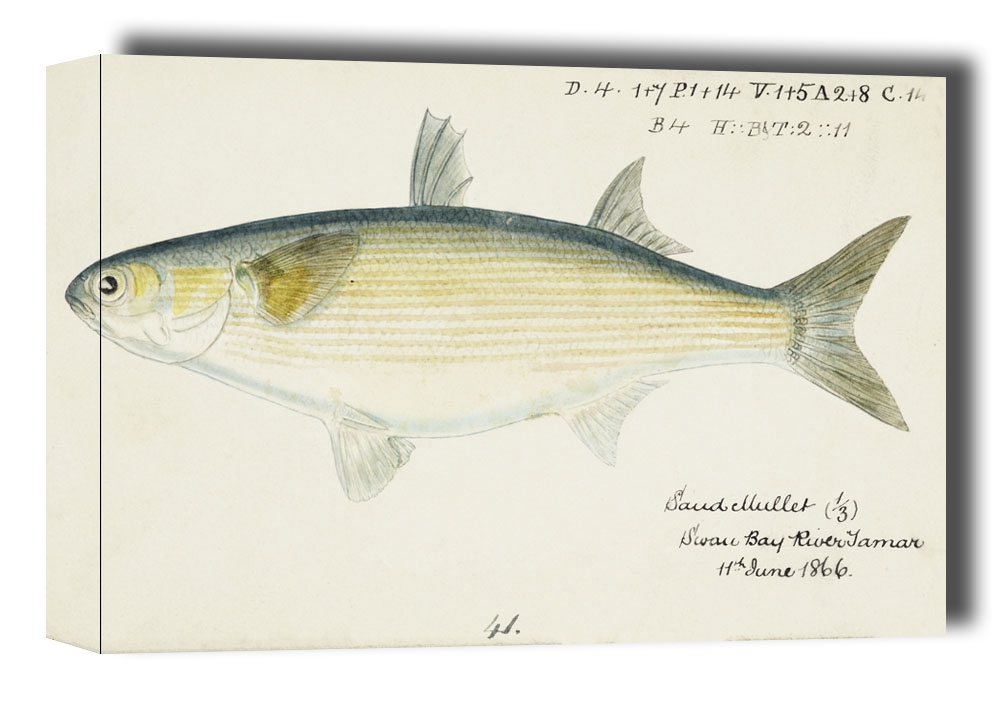 Image of Antique fish myxus elongatus sand mullet, F. E. Clarke - obraz na płótnie Wymiar do wyboru: 40x30 cm