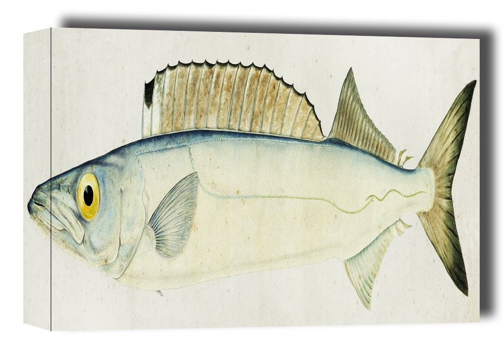 Image of Antique fish Rexea furcifera Waite, F. E. Clarke - obraz na płótnie Wymiar do wyboru: 120x90 cm