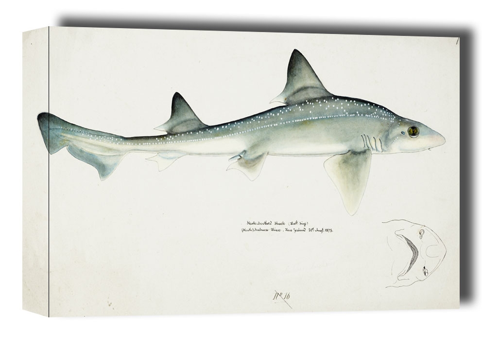 Image of Antique fish Mustelus Antarcticus shark, F. E. Clarke - obraz na płótnie Wymiar do wyboru: 100x70 cm