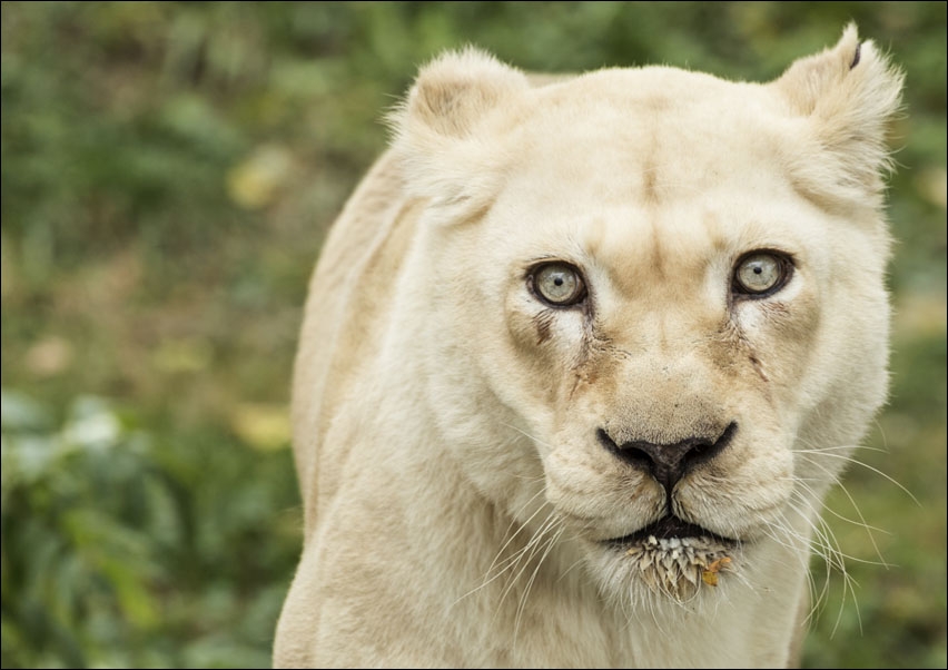 Image of A lioness, one of the prized animals at the Cincinnati Zoo and Botanical Garden, Carol Highsmith - plakat Wymiar do wyboru: 40x30 cm