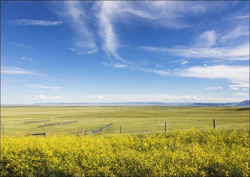 Image of High plains yellow sundrops line the road in the Laramie Plain, a high-plains grassland south of Laramie, Wyoming, Carol Highsmith - plakat Wymiar do