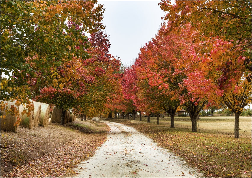 Image of Autumn scene near Millen in northern Georgia., Carol Highsmith - plakat Wymiar do wyboru: 29,7x21 cm