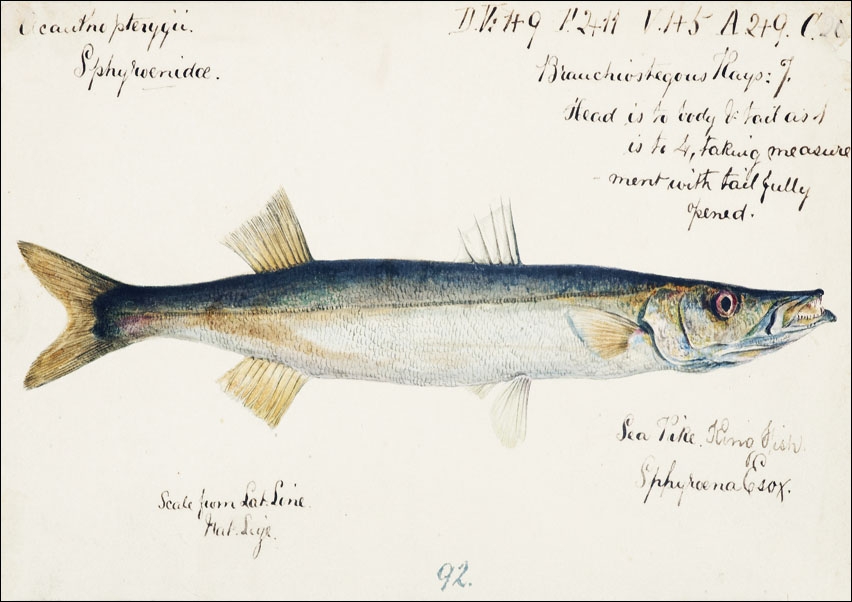 Image of Antique fish Sphyraena novaehollandiae, F. E. Clarke - plakat Wymiar do wyboru: 80x60 cm
