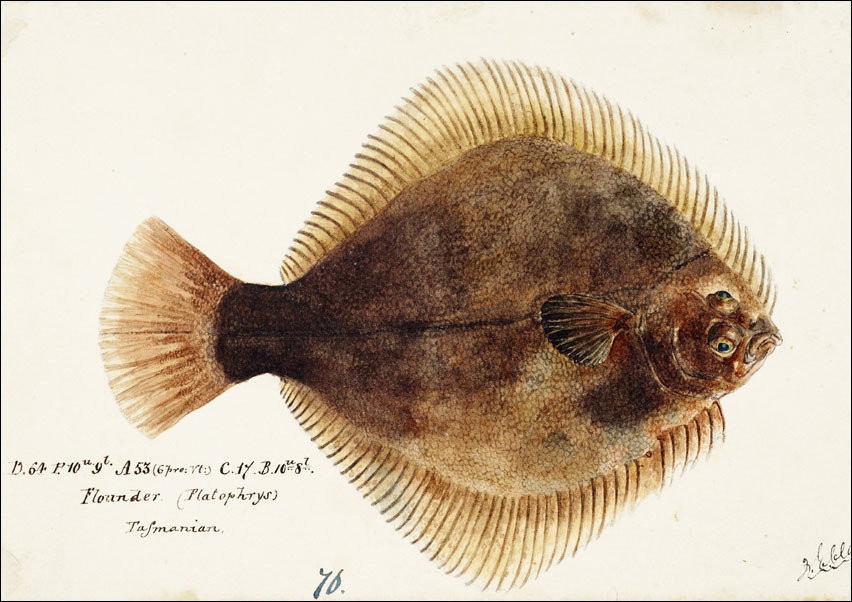 Image of Antique fish Rhombosolea tapirina : greenback flounder, F. E. Clarke - plakat Wymiar do wyboru: 100x70 cm