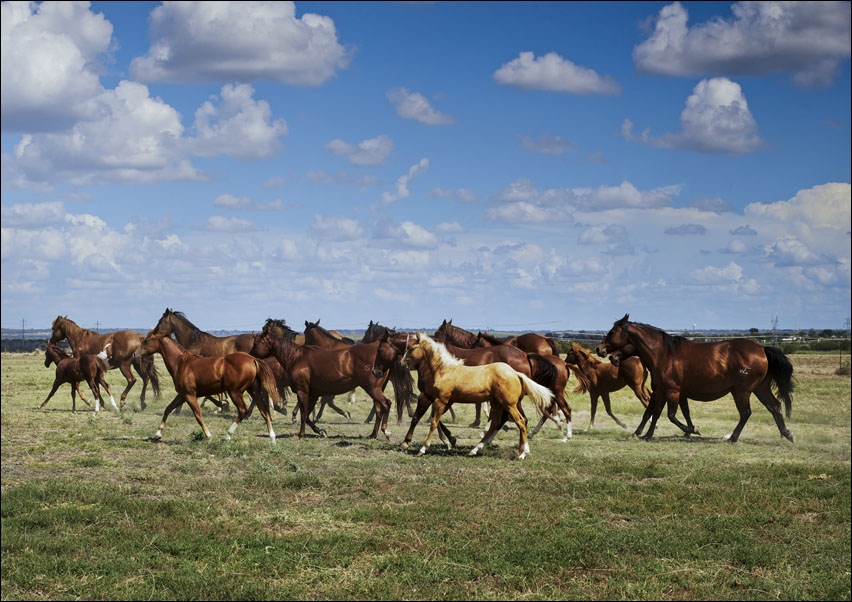 Image of Wild horses running on a field., Carol Highsmith - plakat Wymiar do wyboru: 100x70 cm