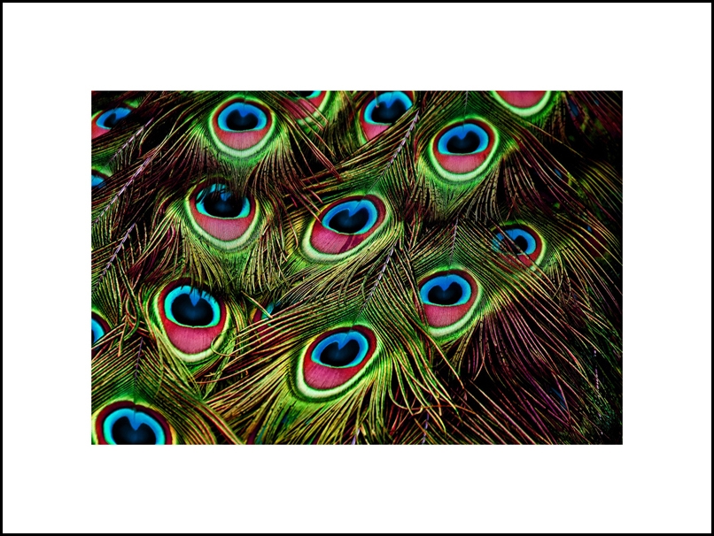 Image of Pawie pióra - plakat Wymiar do wyboru: 60x40 cm
