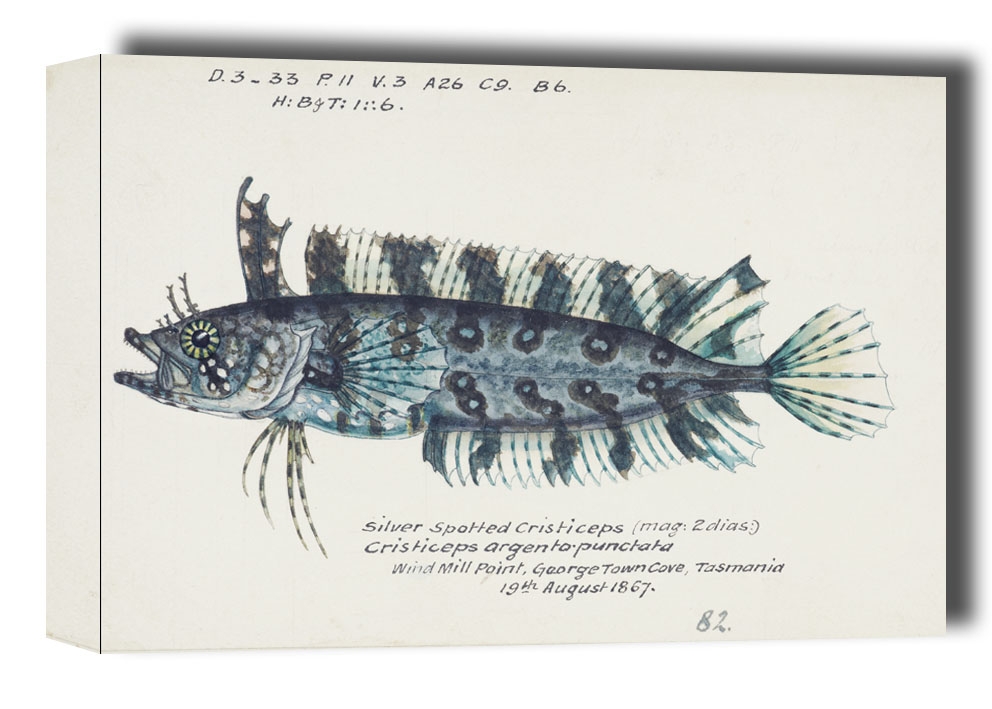 Image of Antique fish possibly cristiceps sp weedfish, F. E. Clarke - obraz na płótnie Wymiar do wyboru: 50x40 cm