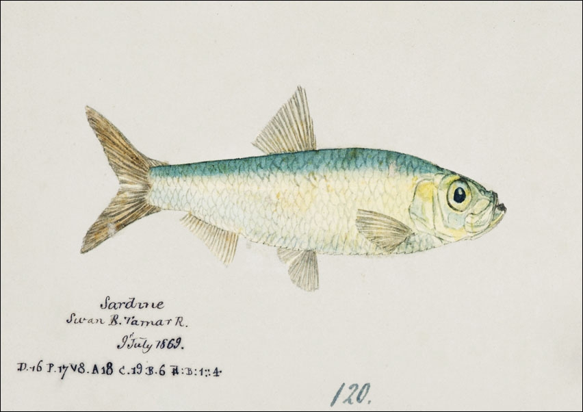 Image of Antique fish sardinops neopilchardus pilchard, F. E. Clarke - plakat Wymiar do wyboru: 50x40 cm