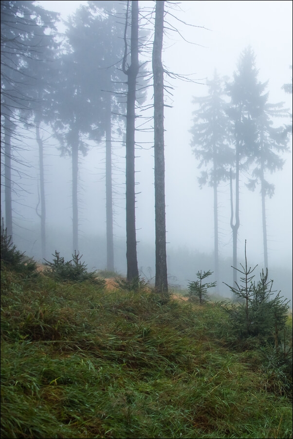 Image of W mglistym lesie I, Góry Sowie - plakat Wymiar do wyboru: 50x70 cm
