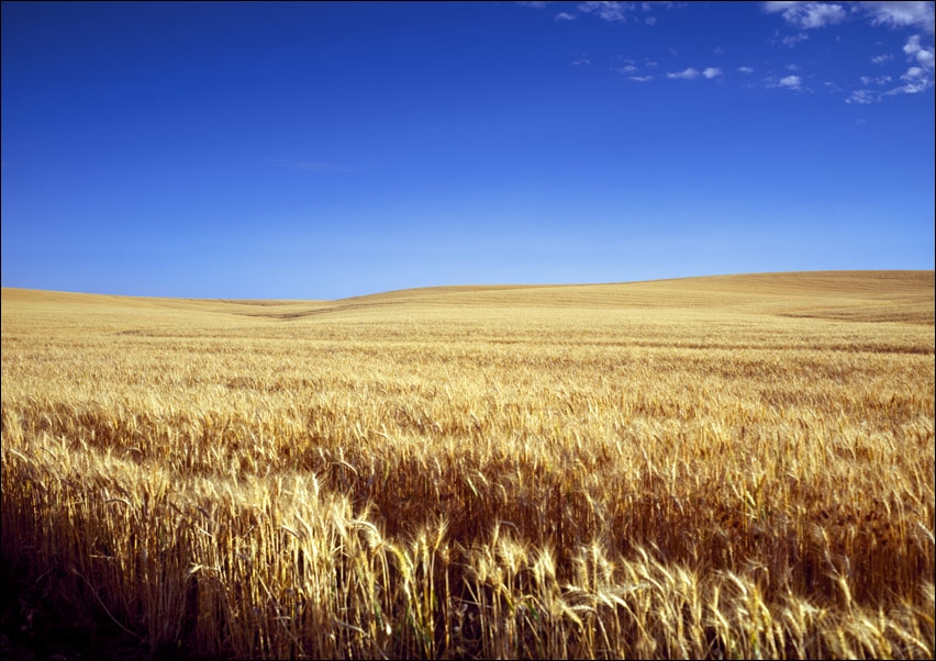 Image of Classic Kansas field of waving wheat., Carol Highsmith - plakat Wymiar do wyboru: 30x20 cm