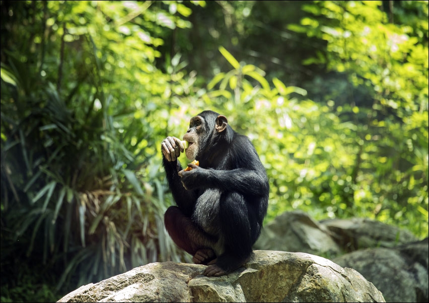 Image of Chimpanzee at the North Carolina Zoological Park in Asheboro, North Carolina., Carol Highsmith - plakat Wymiar do wyboru: 100x70 cm