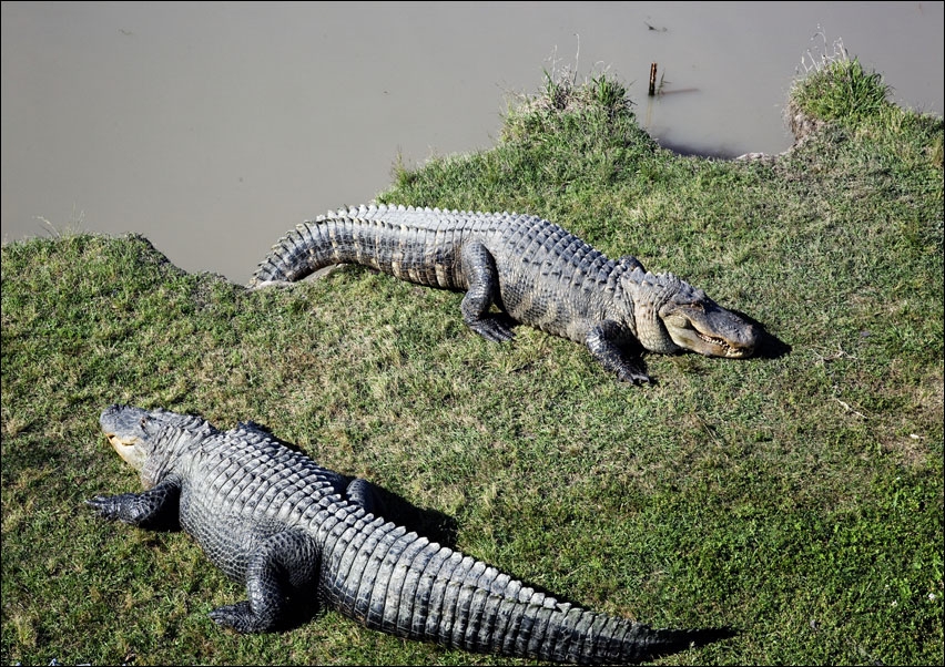 Image of Alligator Alley has 20 acres of natural cypress swamp land, where alligators roam freely in a protected environment, Carol Highsmith - plakat Wymiar d