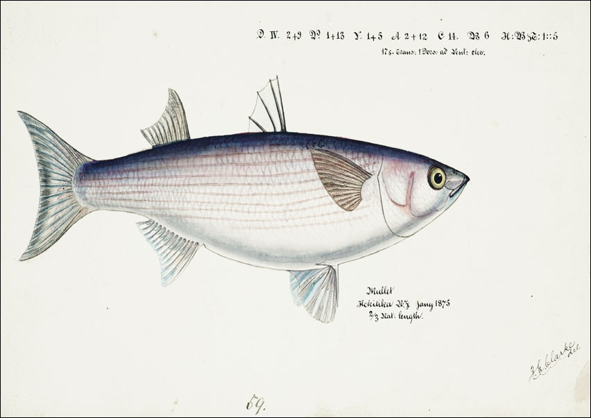 Image of Antique fish Flathead grey mullet, F. E. Clarke - plakat Wymiar do wyboru: 91,5x61 cm