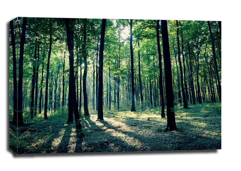 Image of Złoty potok las - obraz na płótnie Wymiar do wyboru: 60x40 cm