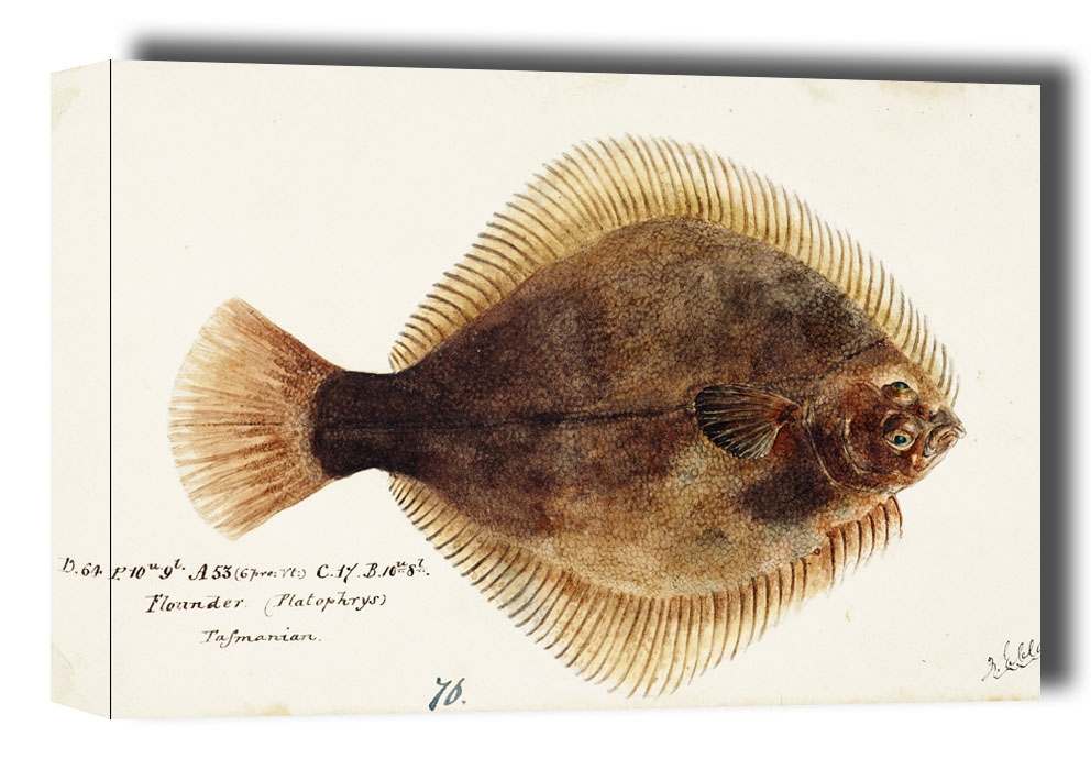 Image of Antique fish Rhombosolea tapirina : greenback flounder, F. E. Clarke - obraz na płótnie Wymiar do wyboru: 100x70 cm