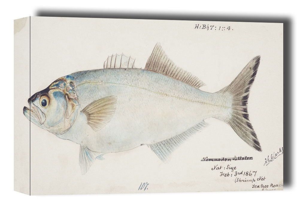Image of Antique fish possibly pomatomus saltatrix tailor, F. E. Clarke - obraz na płótnie Wymiar do wyboru: 91,5x61 cm