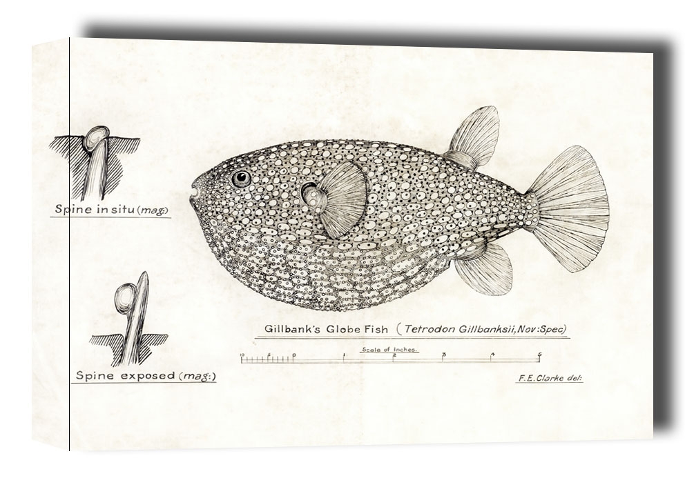 Image of Antique Gillbanks Globe fish, F. E. Clarke - obraz na płótnie Wymiar do wyboru: 30x20 cm