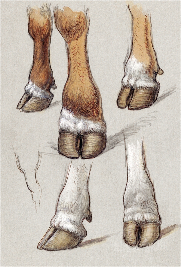 Image of Studies After Cattle, Samuel Colman - plakat Wymiar do wyboru: 60x80 cm