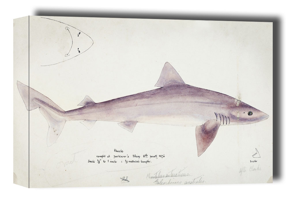 Image of Antique fish Requiem shark, F. E. Clarke - obraz na płótnie Wymiar do wyboru: 91,5x61 cm