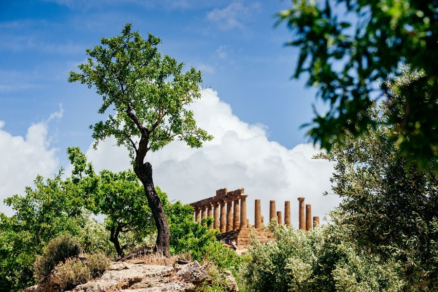 Image of Świątynia Hery - Agrigento - plakat Wymiar do wyboru: 29,7x21 cm