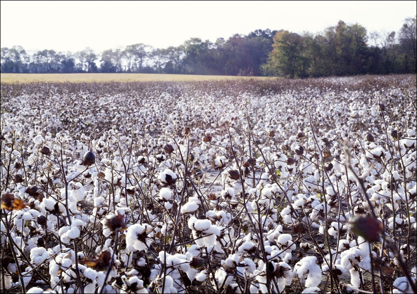 Image of North Carolina cotton field., Carol Highsmith - plakat Wymiar do wyboru: 50x40 cm