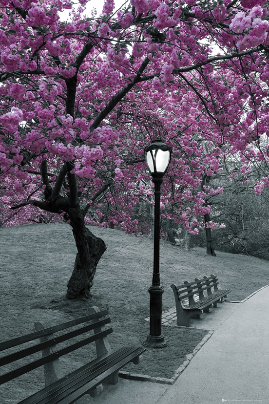 Image of Central Park - Kwitnące Wiśnie - Nowy Jork - plakat
