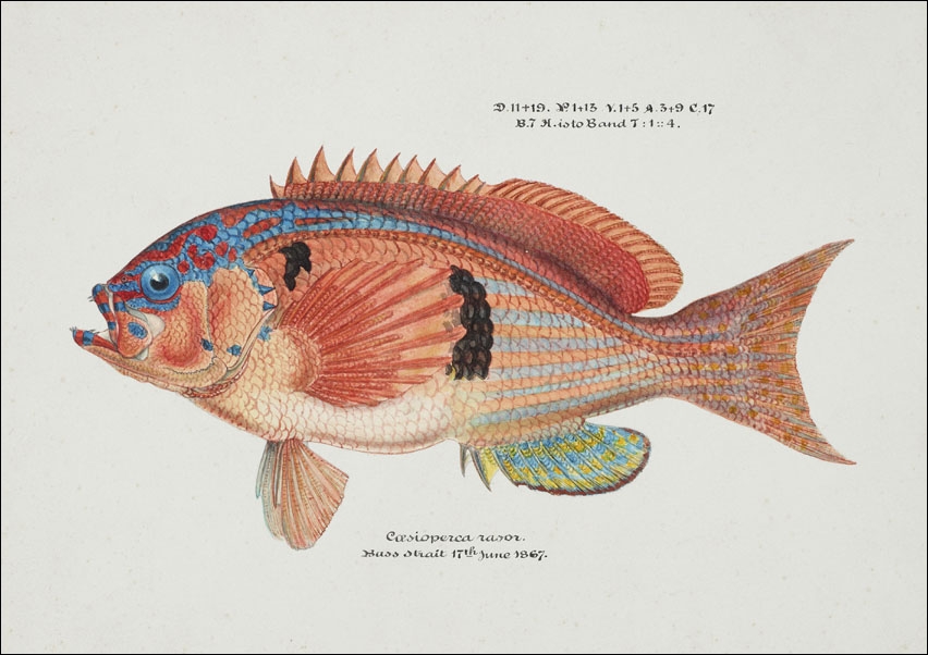 Image of Antique fish caesioperca rasor sea perch, F. E. Clarke - plakat Wymiar do wyboru: 60x40 cm