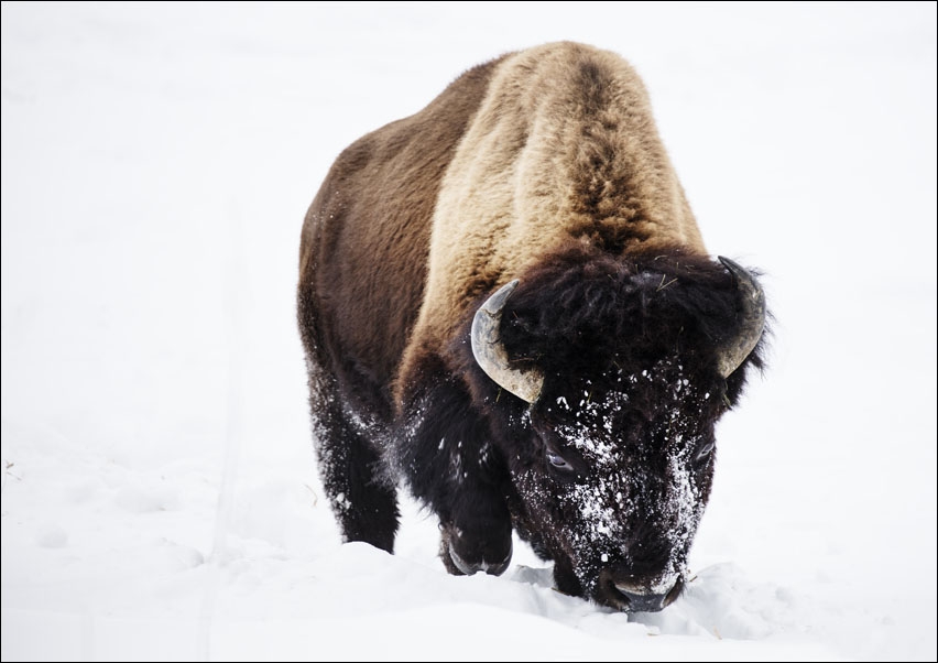 Image of American bison, or buffaloes, in Yellowstone National Park in the northwest corner of Wyoming., Carol Highsmith - plakat Wymiar do wyboru: 50x40 cm