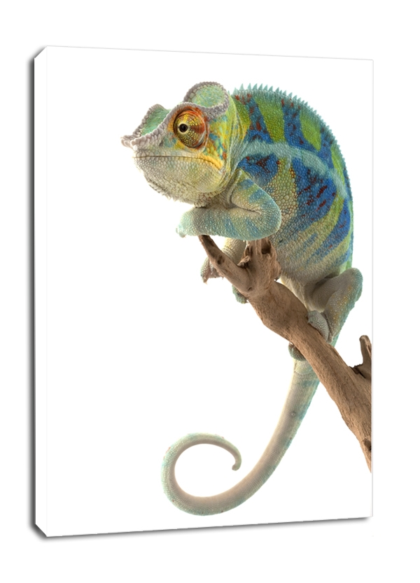 Image of Kameleon. Ambanja Panther Chameleon - obraz na płótnie Wymiar do wyboru: 20x30 cm