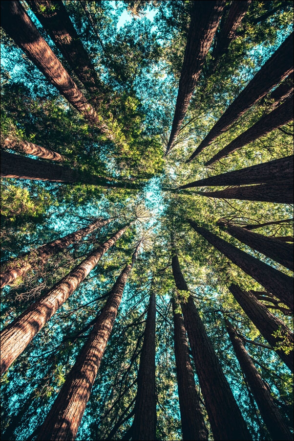 Image of korony drzew – plakat wymiar do wyboru: 59,4x84,1 cm