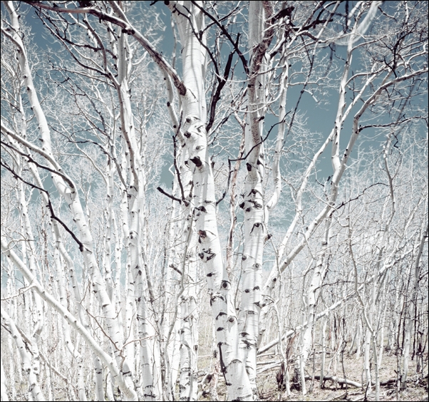 Image of Birch trees in Utah high country, Carol Highsmith - plakat Wymiar do wyboru: 40x40 cm