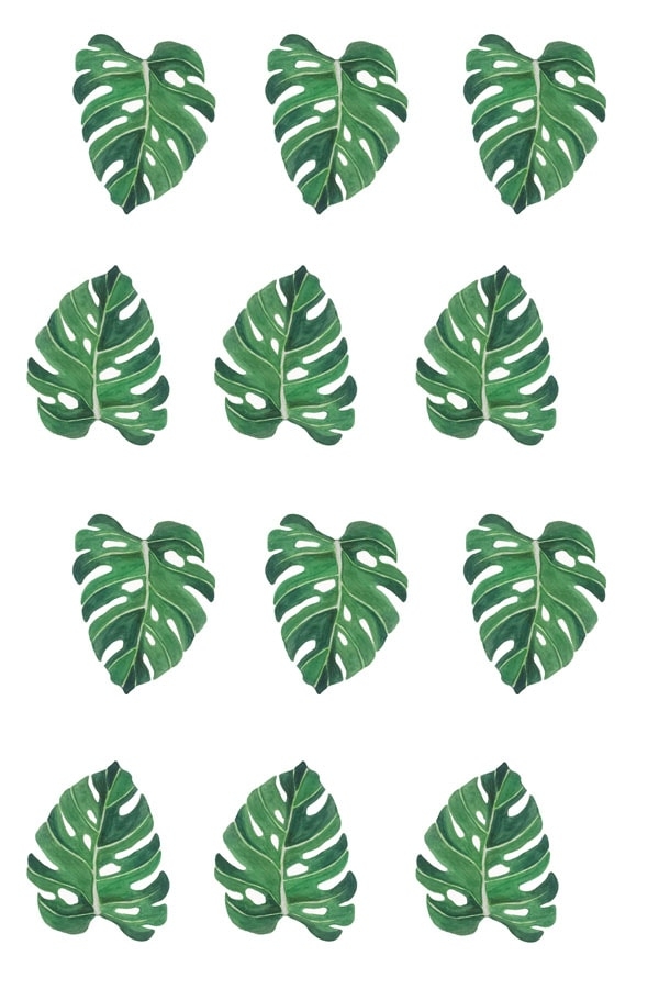 Image of Monstera liście - plakat Wymiar do wyboru: 20x30 cm