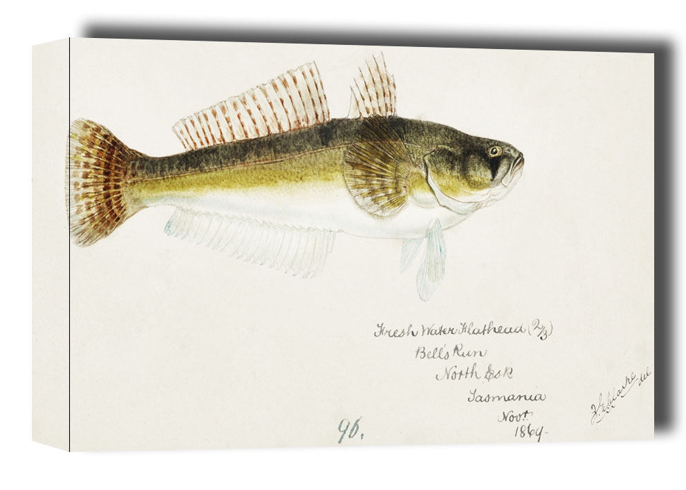 Image of Antique fish platycephalus bassensis, F. E. Clarke - obraz na płótnie Wymiar do wyboru: 100x70 cm