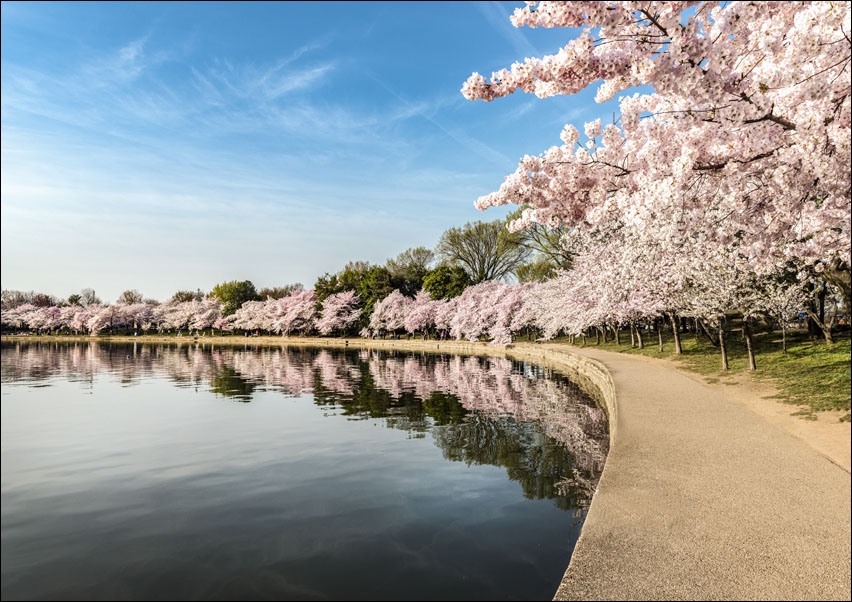 Image of Path along the Potomac River Tidal Basin during Washington's spring Cherry Blossom Festival., Carol Highsmith - plakat Wymiar do wyboru: 40x30 cm