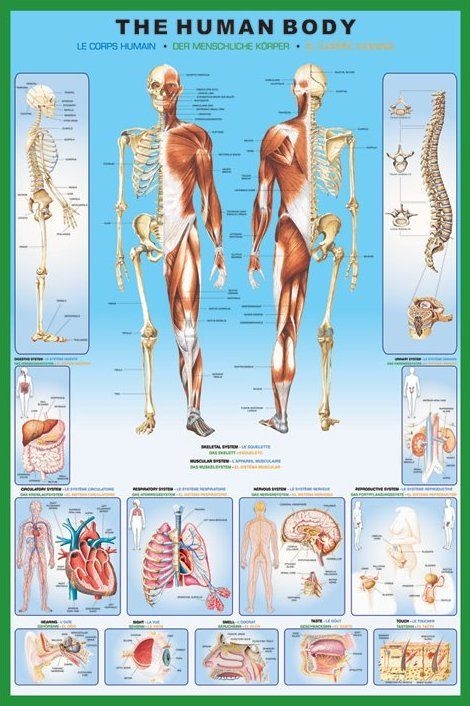 Image of Anatomia Człowieka - Szkielet - plakat