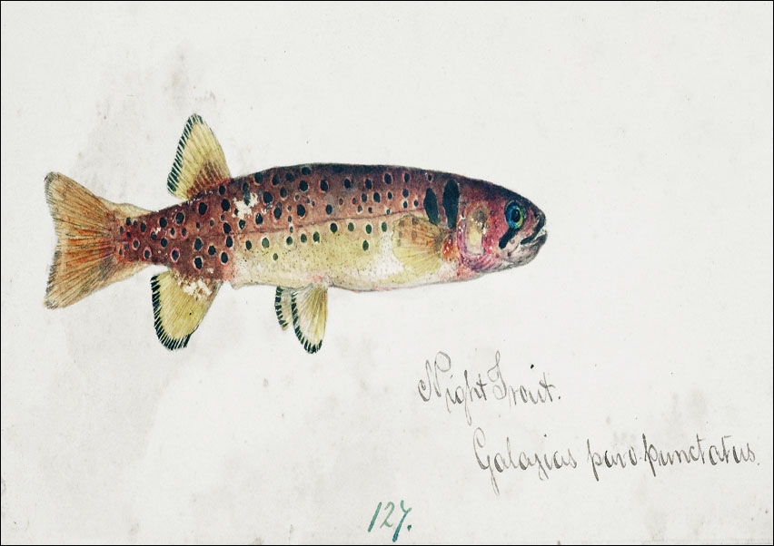 Image of Antique fish Galaxias Maculatus, F. E. Clarke - plakat Wymiar do wyboru: 50x40 cm