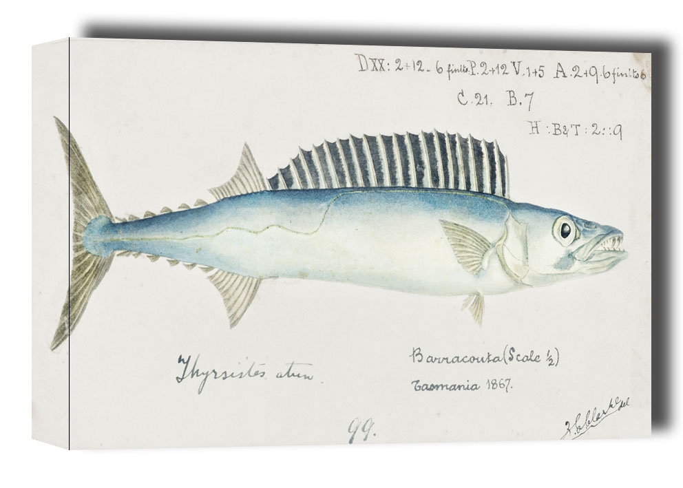 Image of Antique fish thyrsites atun barracouta, F. E. Clarke - obraz na płótnie Wymiar do wyboru: 50x40 cm