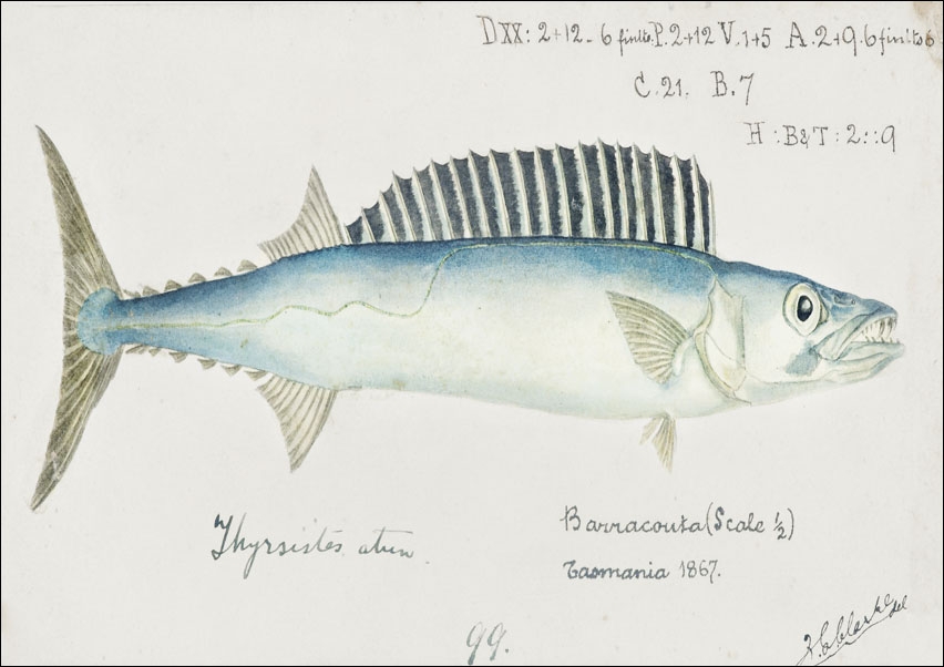 Image of Antique fish thyrsites atun barracouta, F. E. Clarke - plakat Wymiar do wyboru: 50x40 cm
