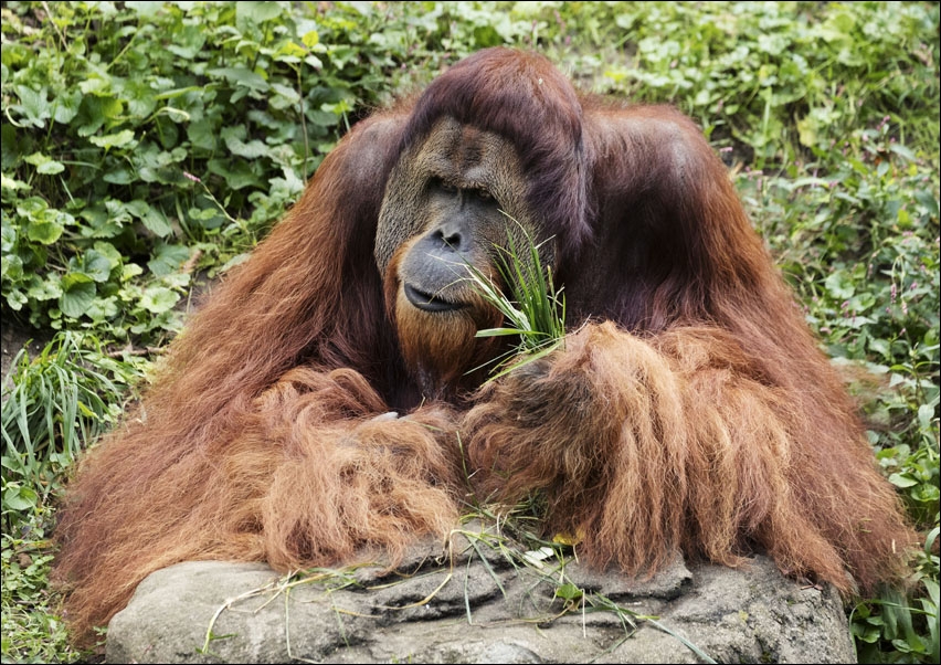 Image of Orangutan at the Cincinnati Zoo and Botanical Garden, Carol Highsmith - plakat Wymiar do wyboru: 80x60 cm